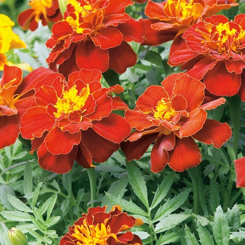 Marigold (French) Firebird Flower Seeds