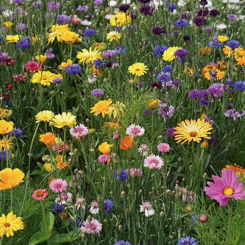RHS Flowers For Wildlife Bright Mix