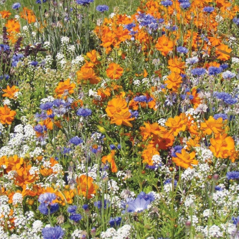RHS Flowers for Bees Mix