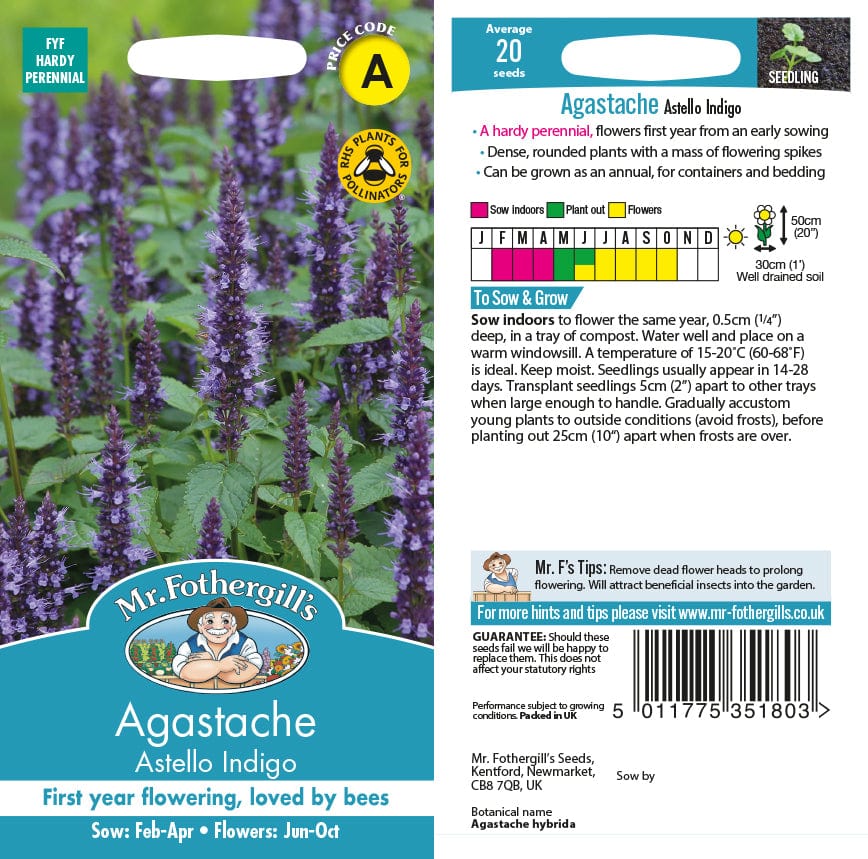 Agastache Astello Indigo Flower Seeds