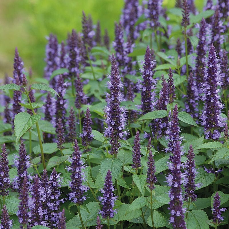 Agastache Astello Indigo Flower Seeds