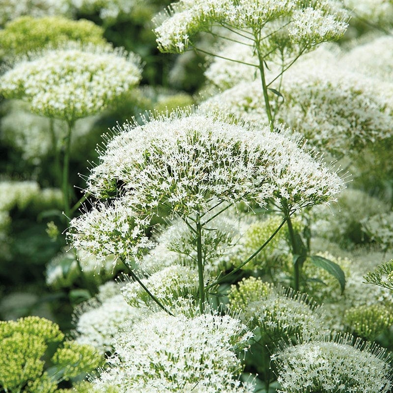 Trachelium White Knight Flower Seeds