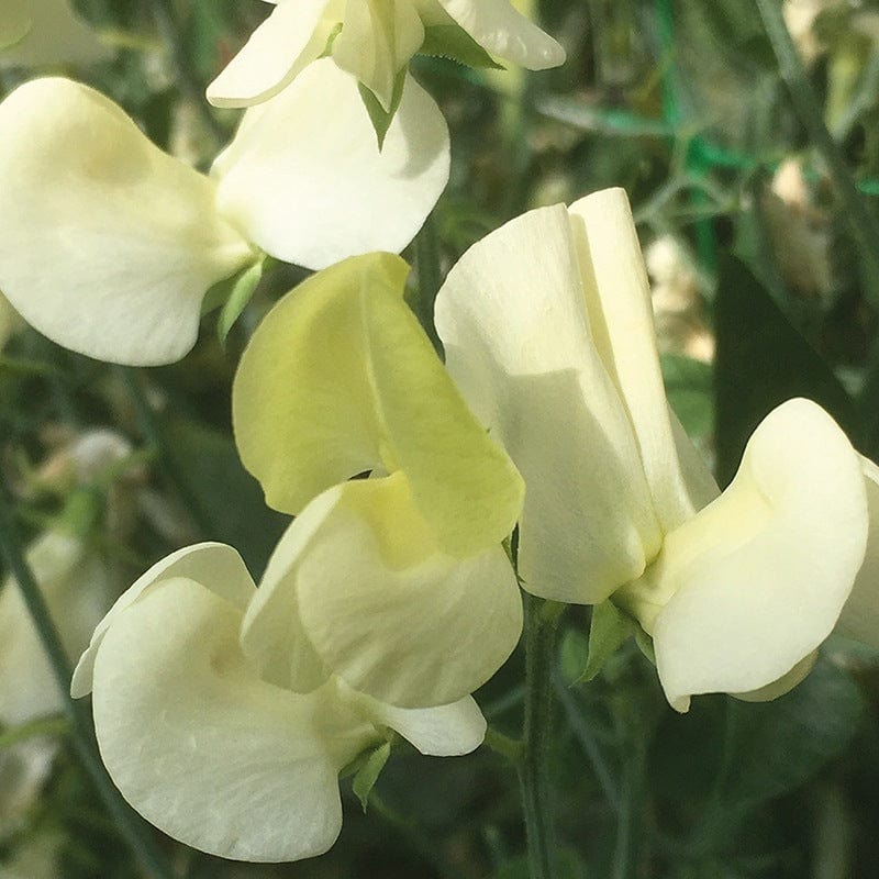 Sweet Pea Primrose Flower Seeds