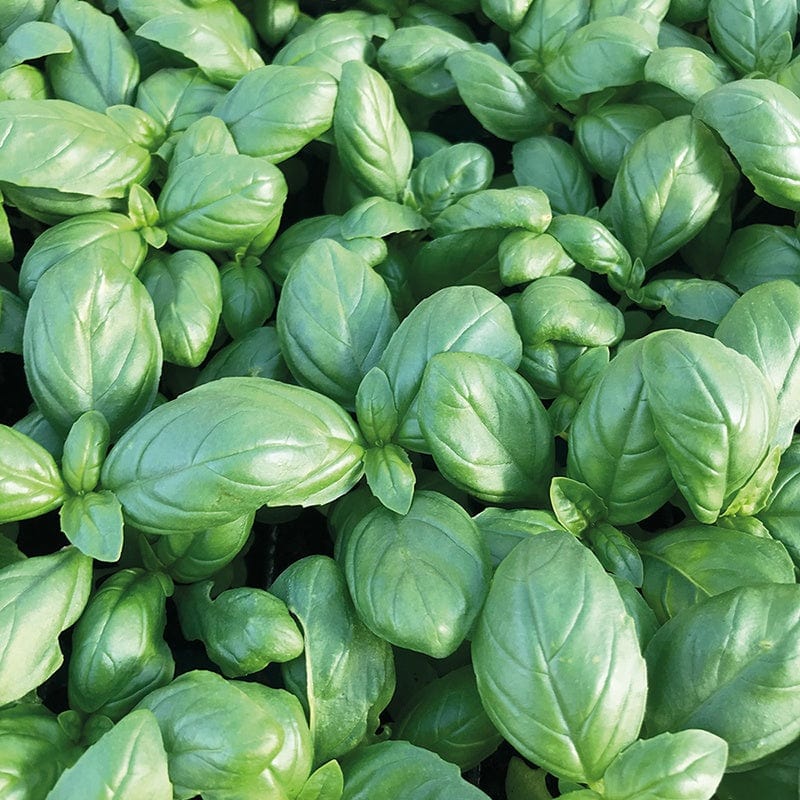 Basil Dolce Vita Herb Seeds