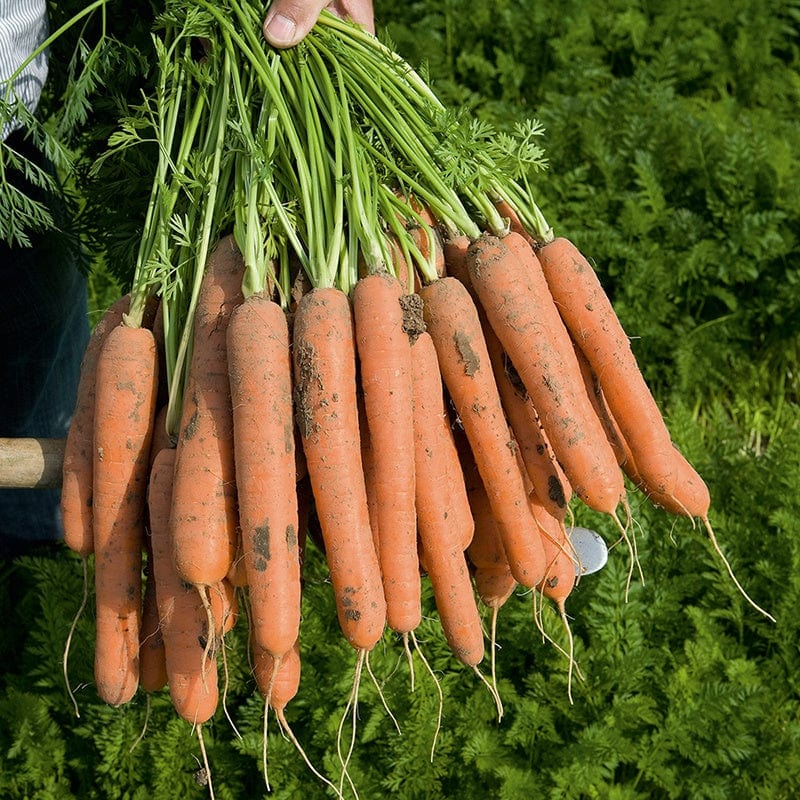 Carrot Nerac F1 Vegetable Seeds