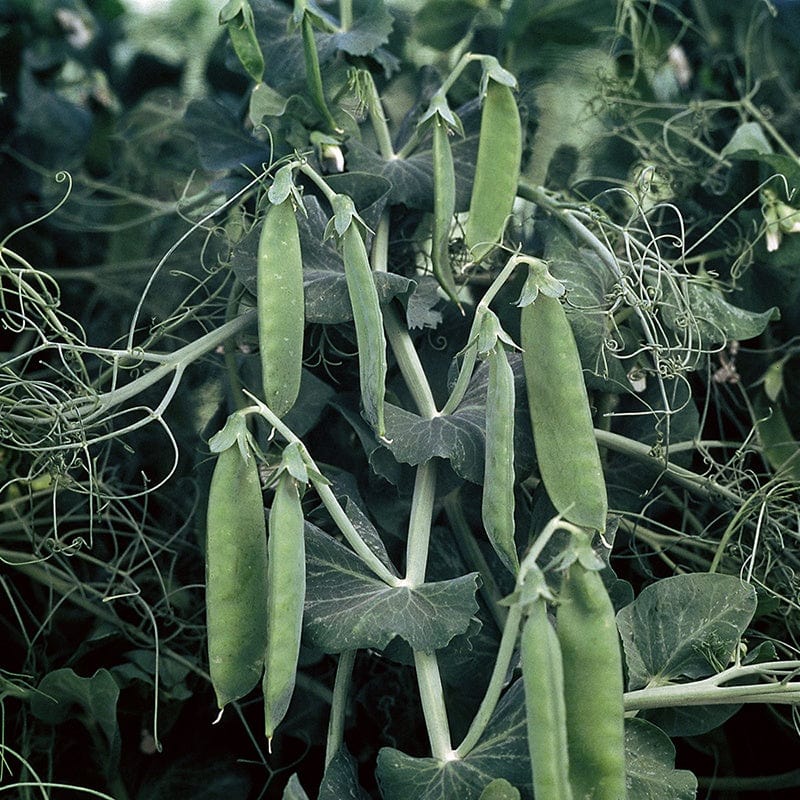 Pea (Early) Spring Vegetable Seeds