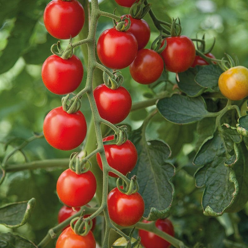 Tomato (Cherry) Consuelo F1 Vegetable Seeds