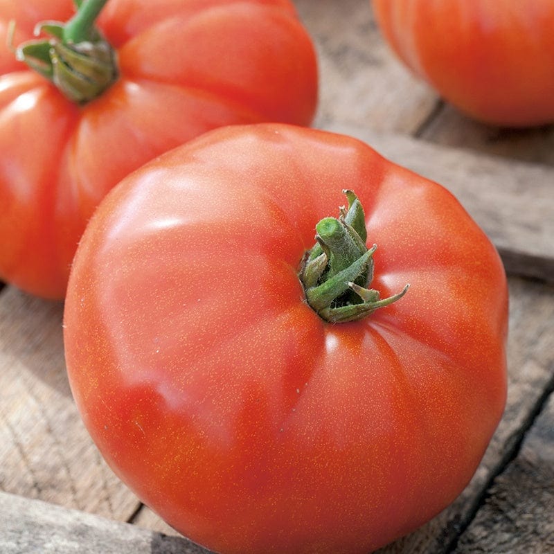 Tomato (Beefsteak) Supersteak F1 Vegetable Seeds