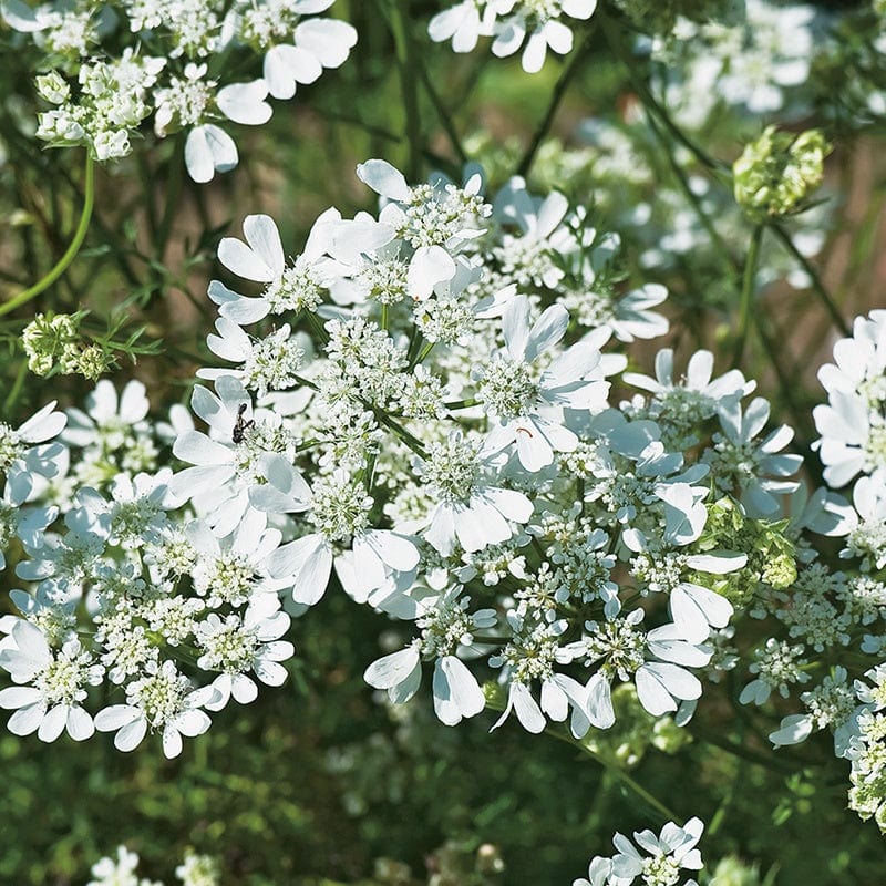 Orlaya Grandiflora Flower Seeds