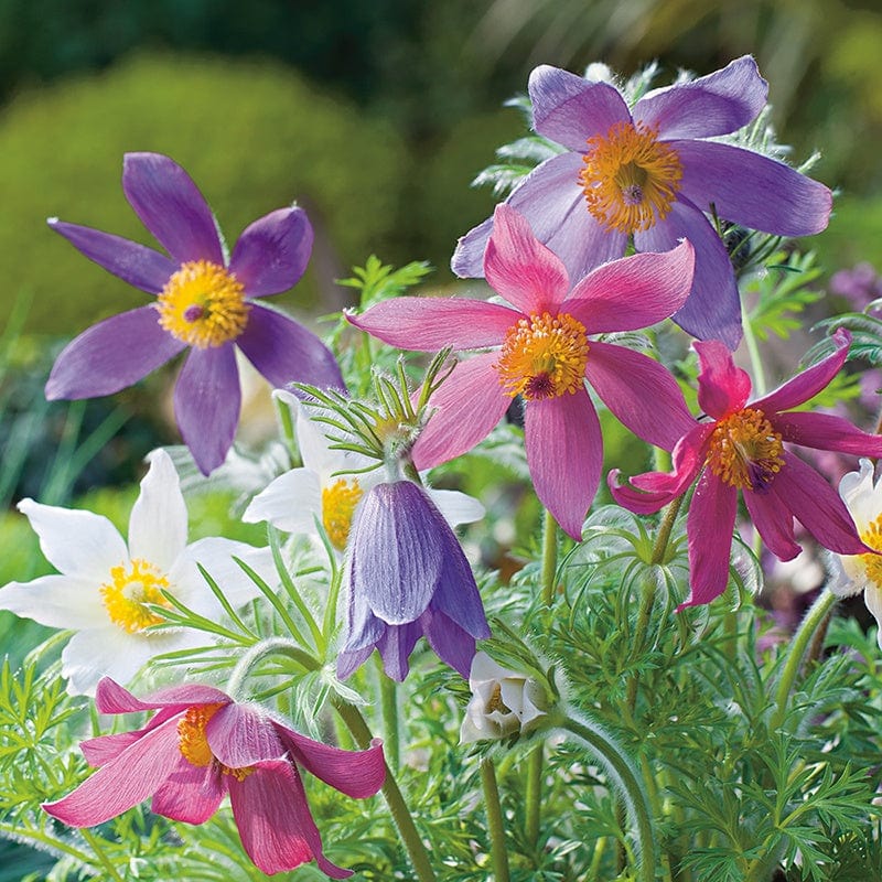 Pulsatilla Heiler-Hybrids Flower Seeds