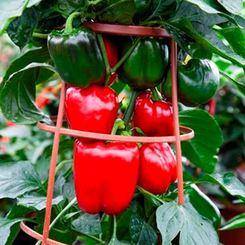 Pepper Big Ben Vegetable Plants