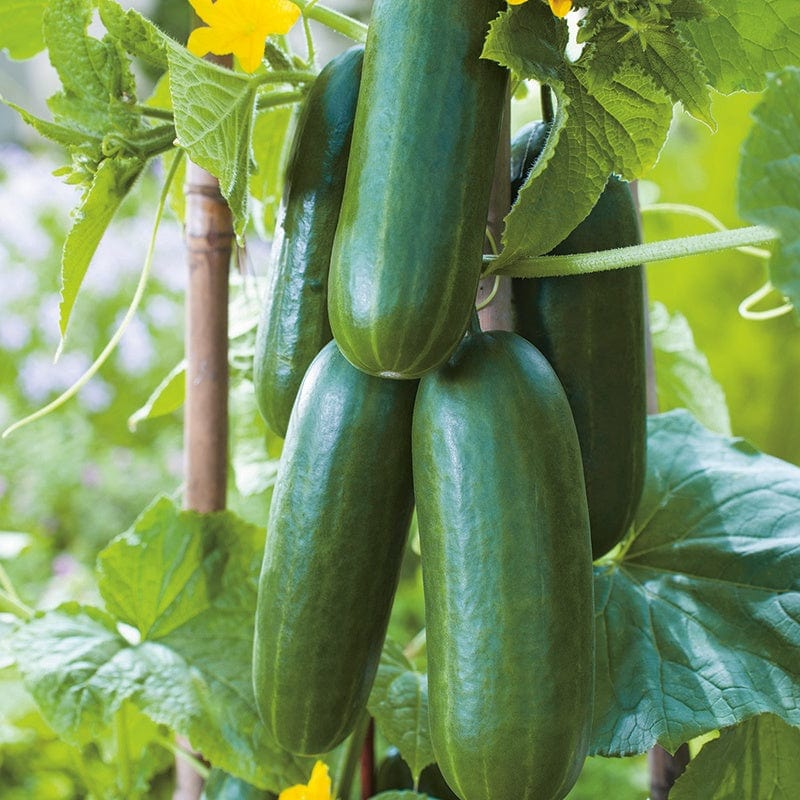 Cucumber Party Time F1 Vegetable Seeds