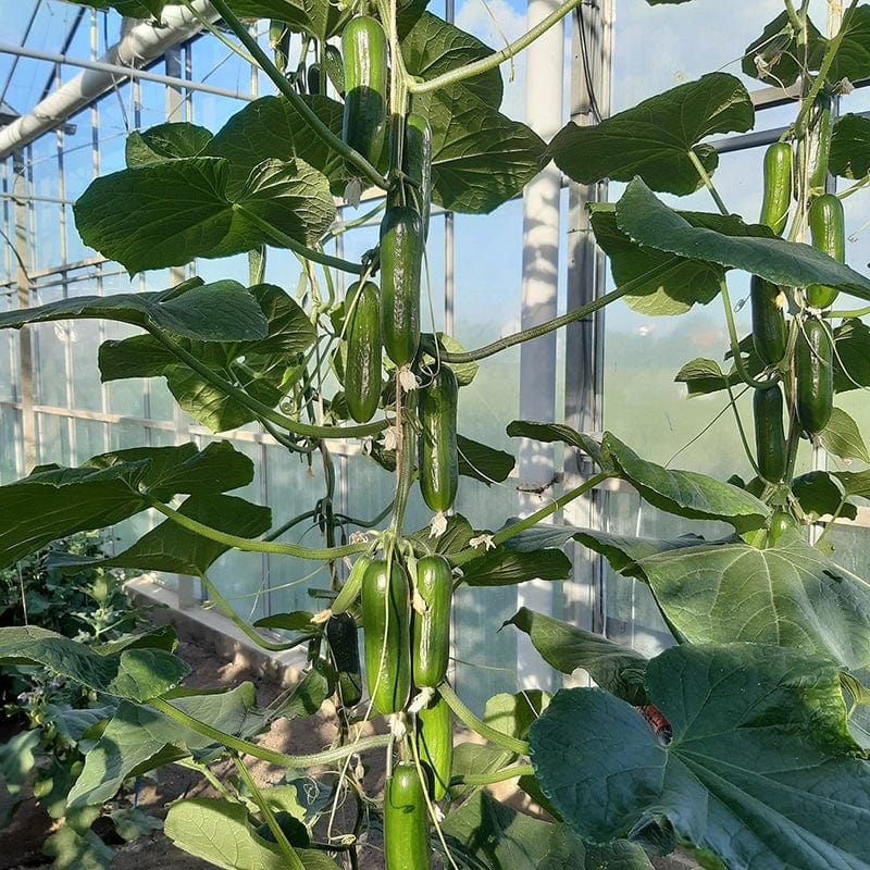 Cucumber Party Time F1 Vegetable Seeds