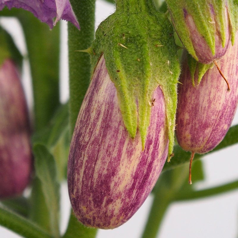 Aubergine Jewel Marble F1 Vegetable Seeds