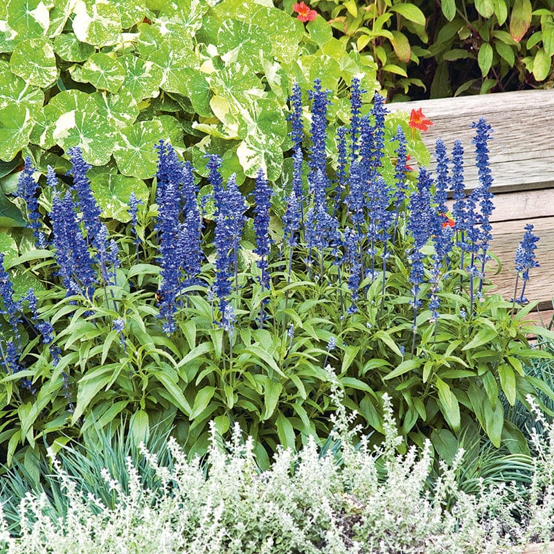 Salvia Blue Bedder Flower Seeds