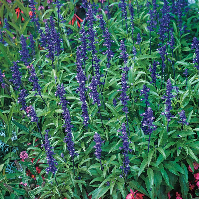 Salvia Blue Bedder Flower Seeds