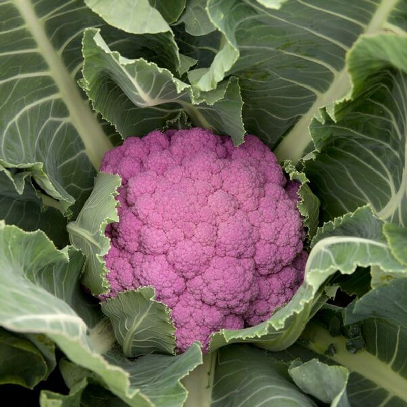 15 Seeds Cauliflower De Purple