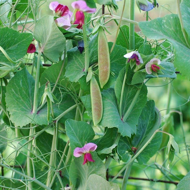 Pea (Snap) Spring Blush Vegetable Seeds