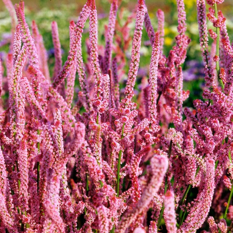 Limonium Pink Pokers Flower Seeds From Mr Fothergill's Seeds and Plants