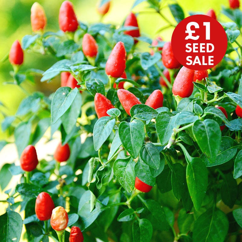 Pepper (Chilli) TZ5576 Vegetable Seeds