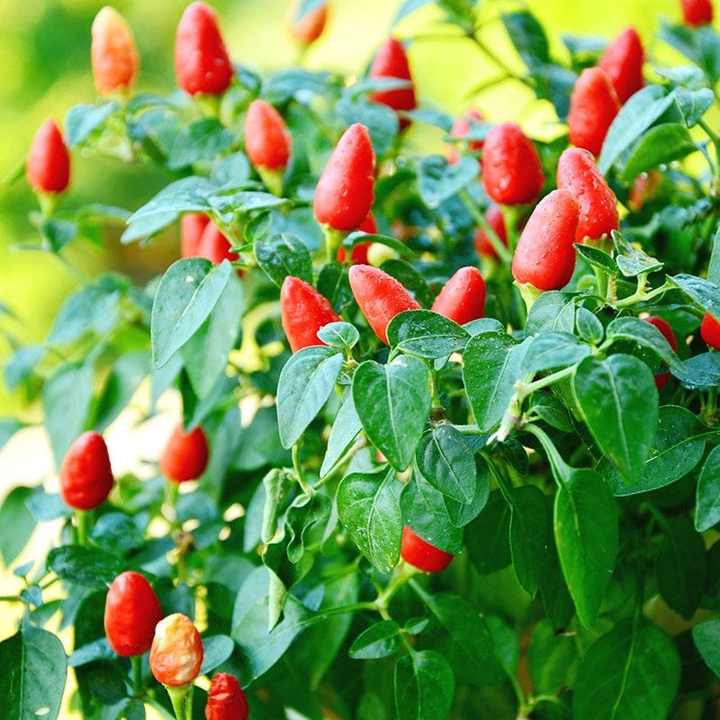 Pepper (Chilli) TZ5576 Vegetable Seeds