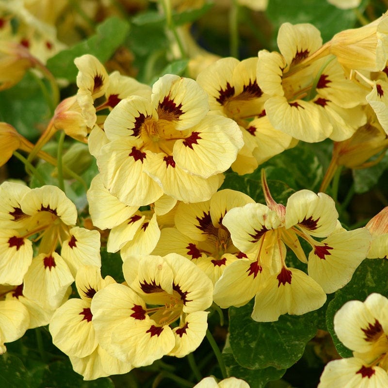 Nasturtium Troika Yellow