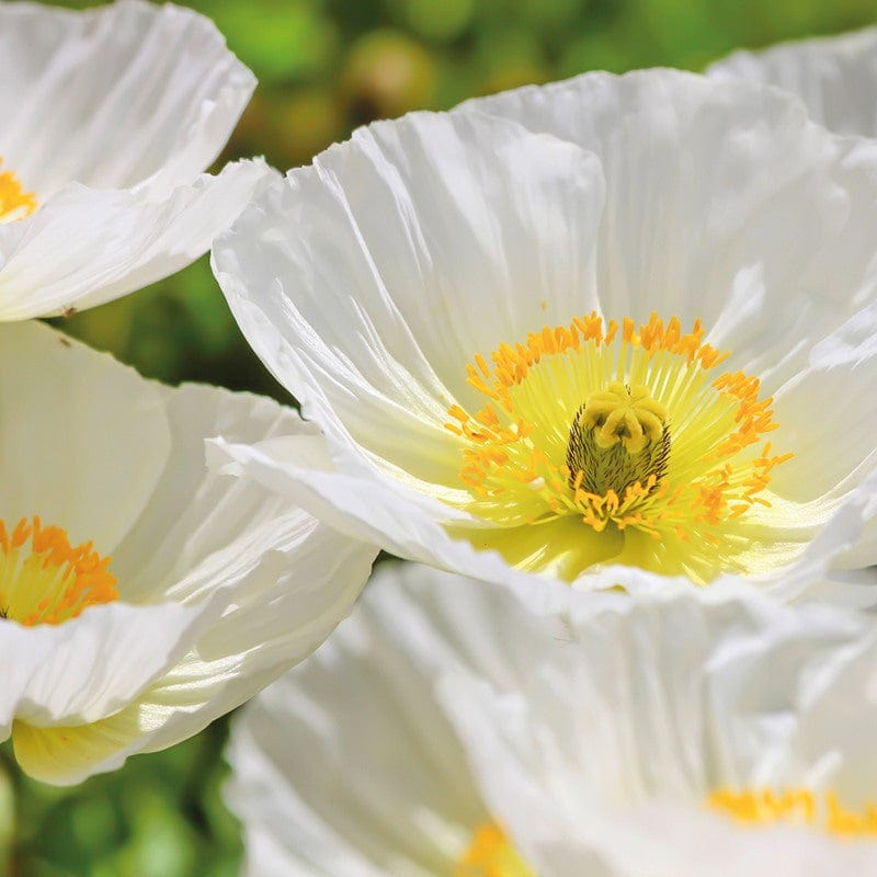 Poppy Bridal Silk Flower Seeds