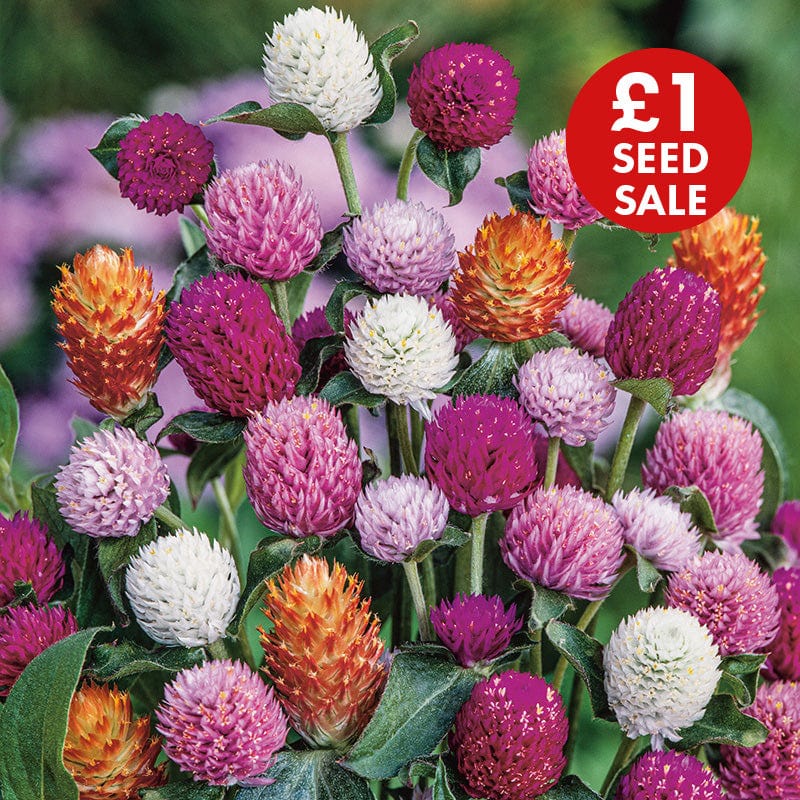 Gomphrena Mixed Flower Seeds