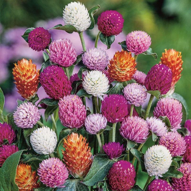 Gomphrena Mixed Flower Seeds