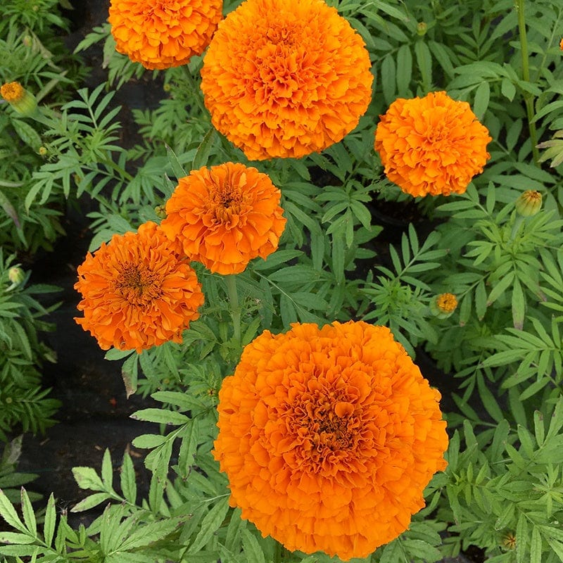 Marigold (African) Orange Beast F1 Flower Seeds