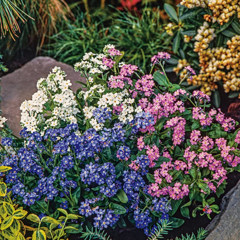 Forget-Me-Not Eva Mixed Flower Seeds