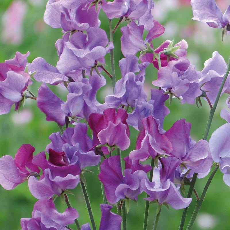 Sweet Pea Suffolk Punch Miggie Flower Seeds