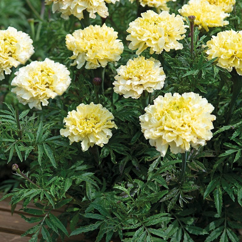 Marigold (African) Sugar & Spice White Flower Seeds