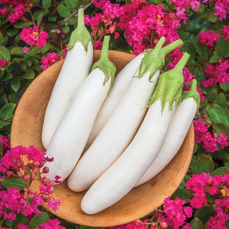 Aubergine White Knight F1 Vegetable Seeds