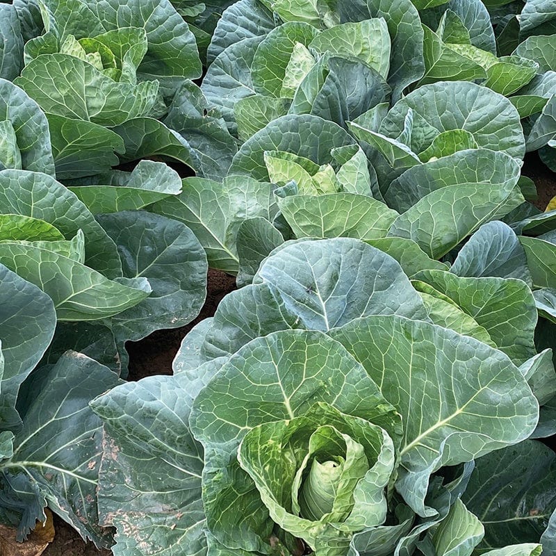 Cabbage Wintergreen Vegetable Seeds
