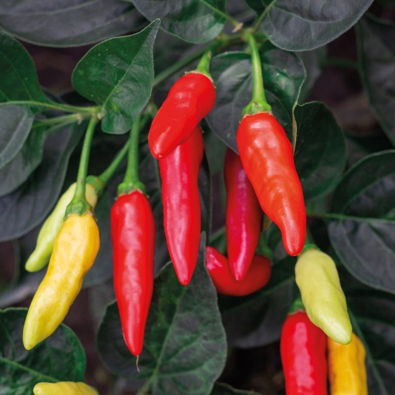 Pepper (Hot) Tabasco Vegetable Seeds