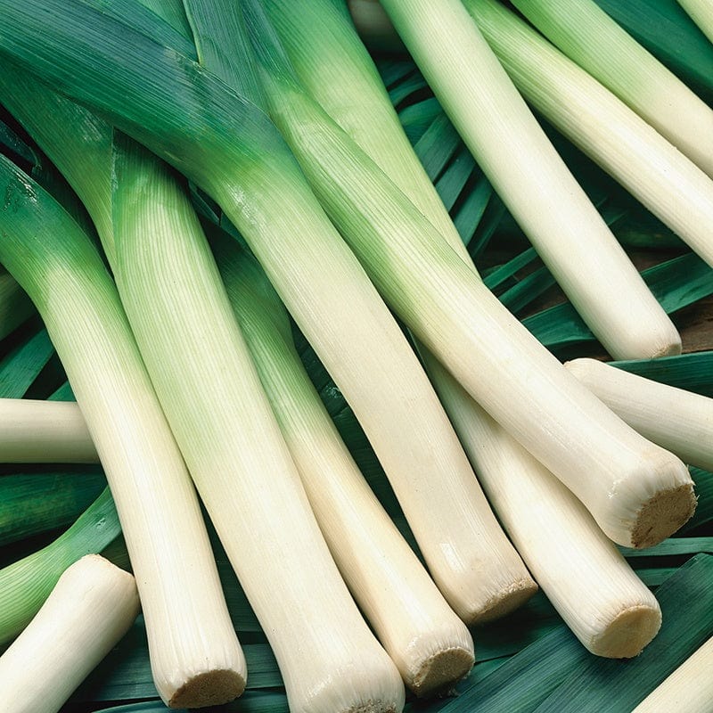 Leek Norwich F1 Vegetable Seeds