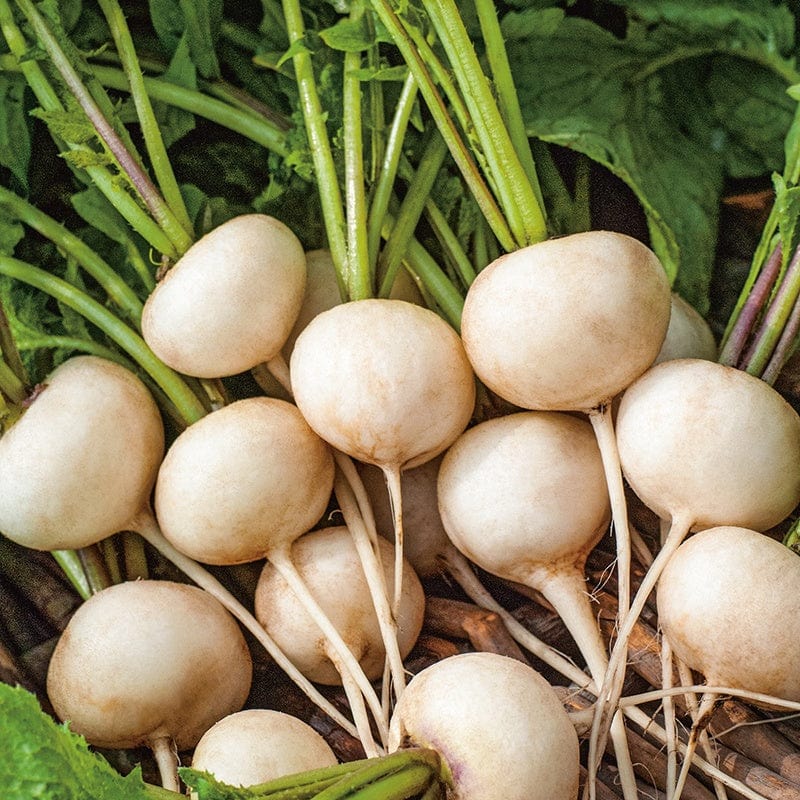 Radish Whitella F1 Vegetable Seeds