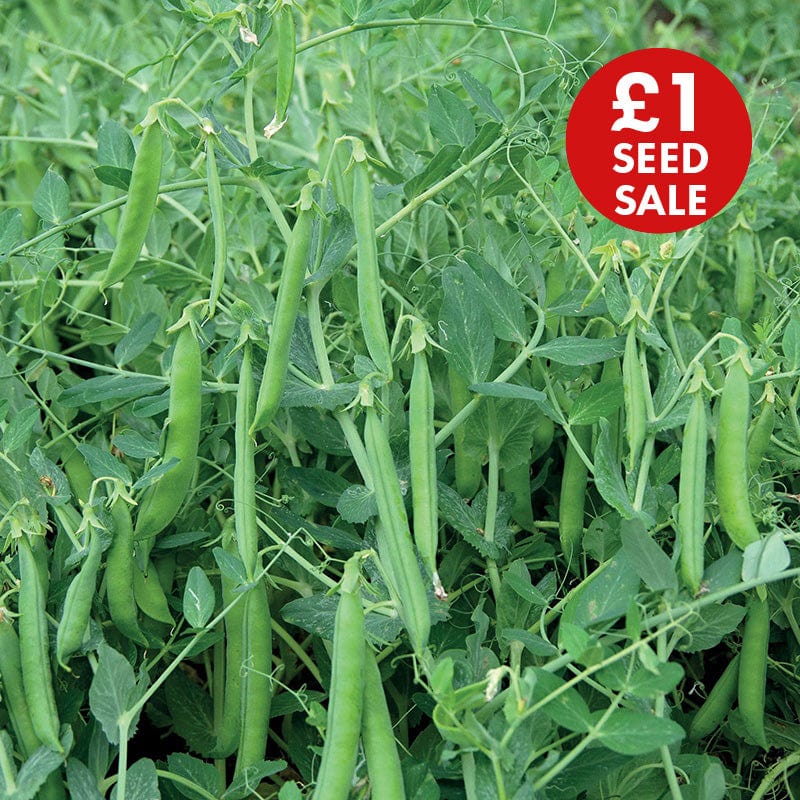 Pea Johan Vegetable Seeds