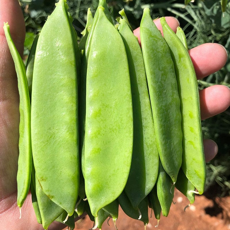 Pea (Mangetout) Snow Max Vegetable Seeds