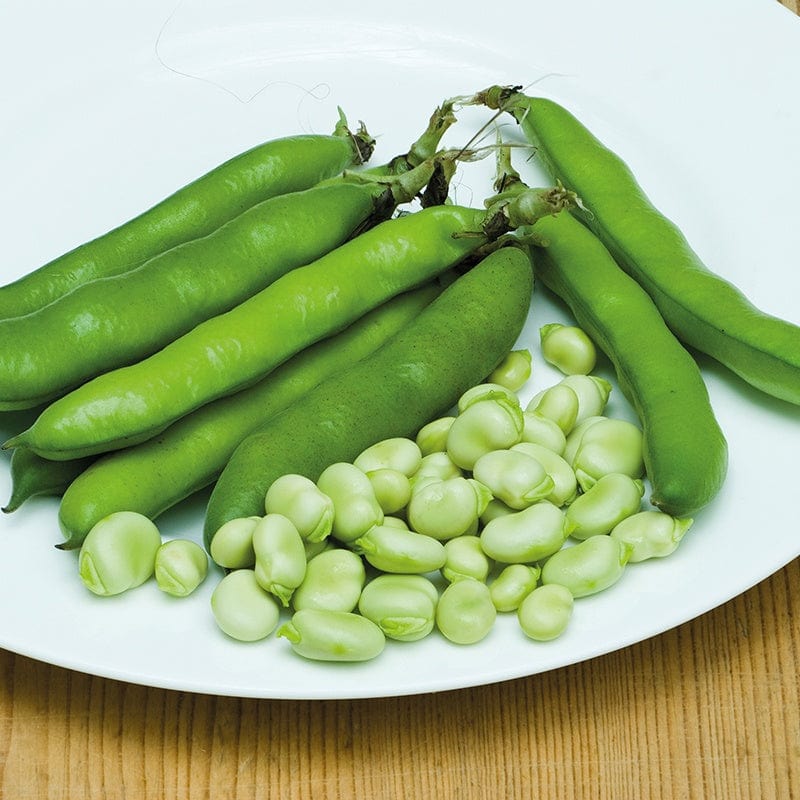 Broad Bean Statissa Vegetable Seeds