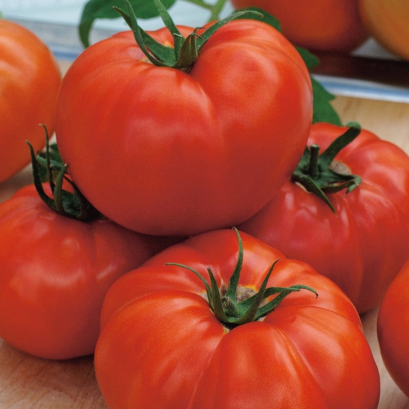 Tomato (Standard) St Pierre Vegetable Seeds