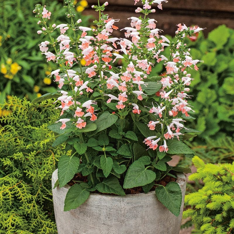 Salvia Summer Jewel Pink Flower Seeds