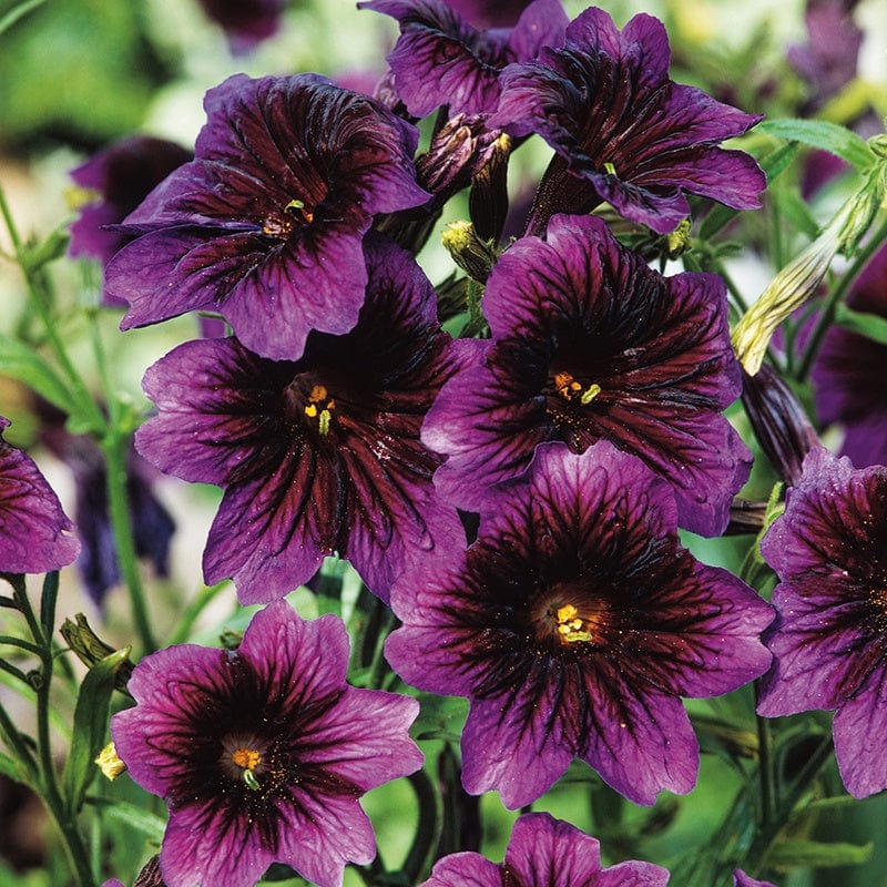 Salpiglossis Kew Blue Flower Seeds