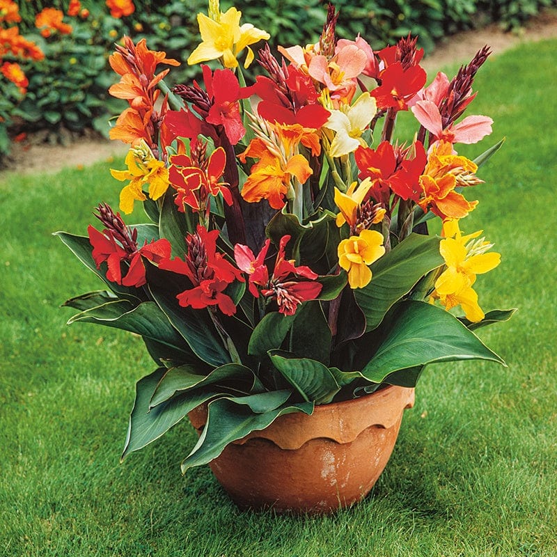 Canna Indica Large Flowered Hybrids Flower Seeds