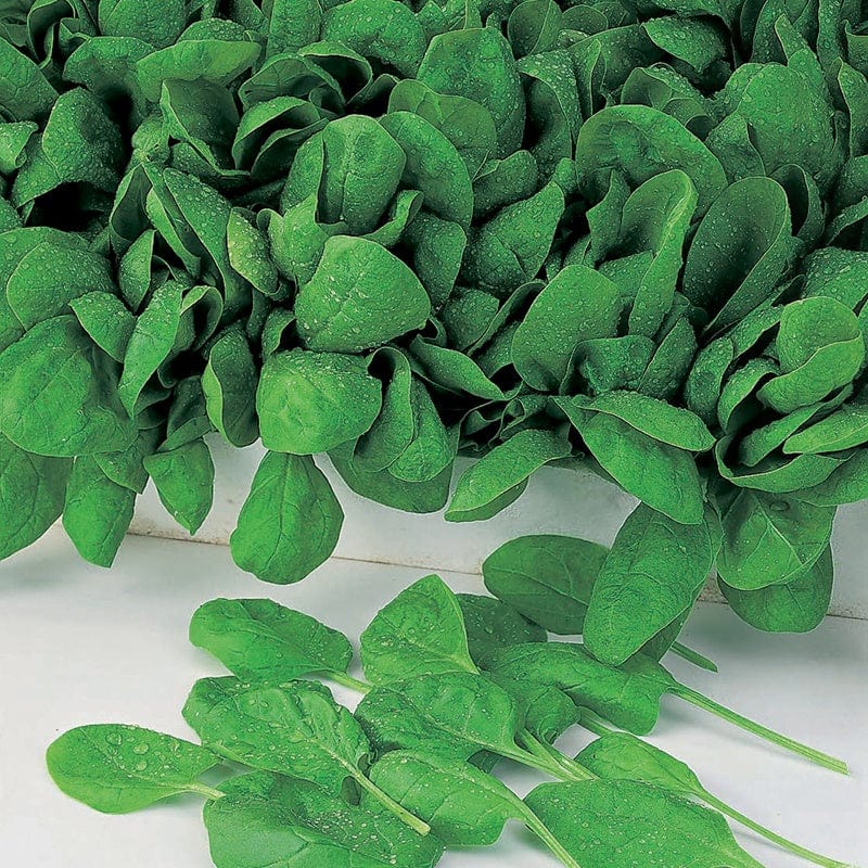 Spinach Apollo F1 Vegetable Seeds