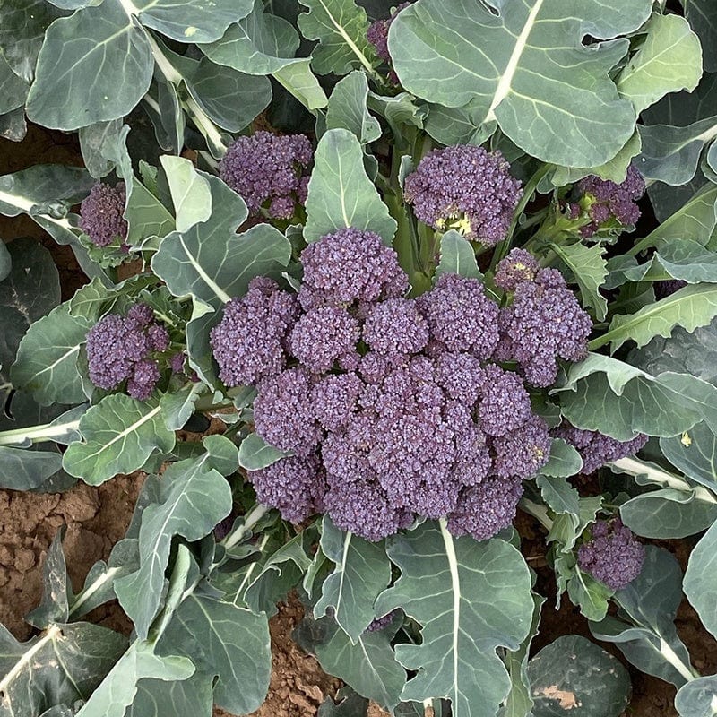 10 Young Plants (EARLY) Broccoli Burgundy Vegetable Plants