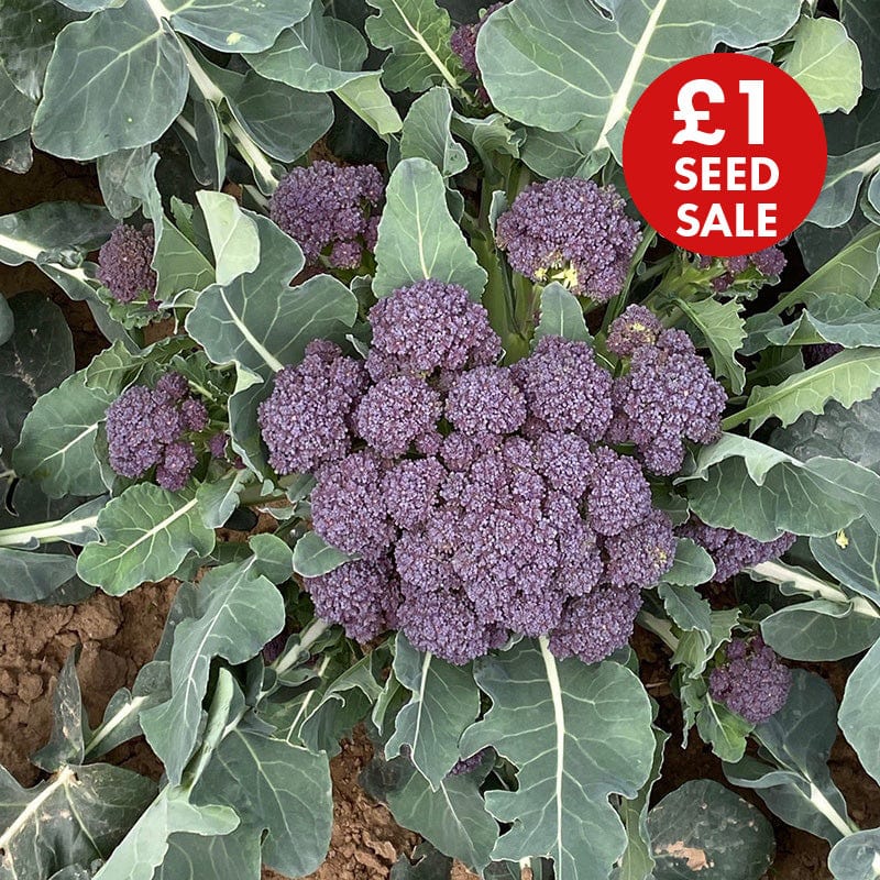 Broccoli (Sprouting) Burgundy F1 Vegetable Seeds