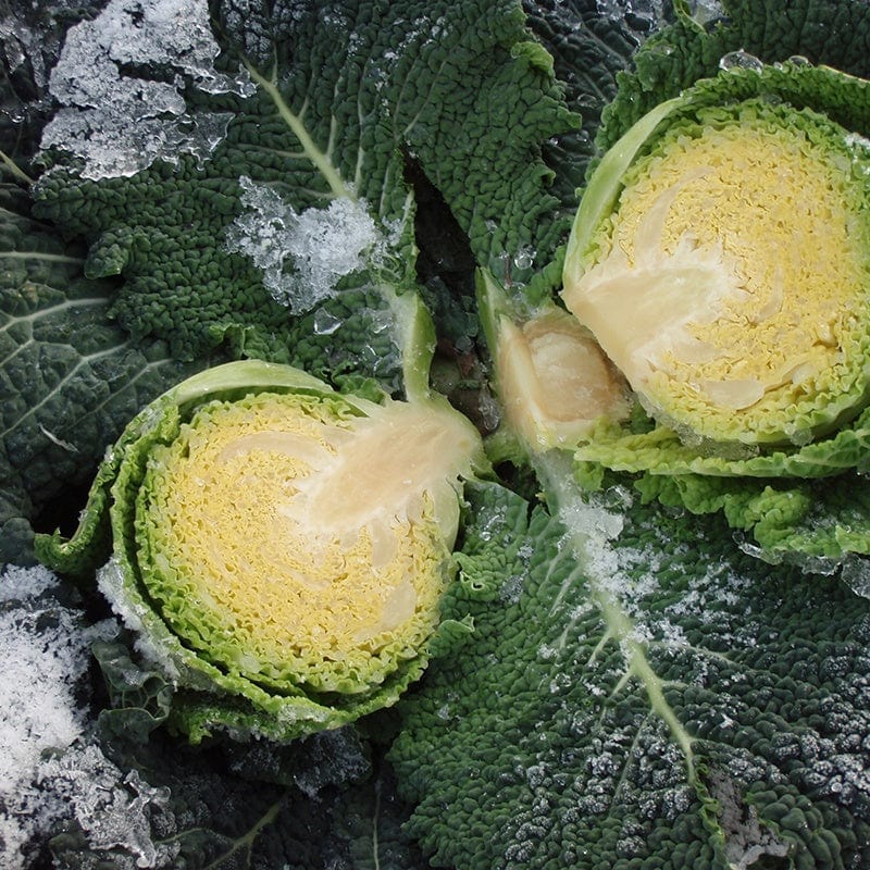 Cabbage Tourmaline Vegetable F1 Seeds