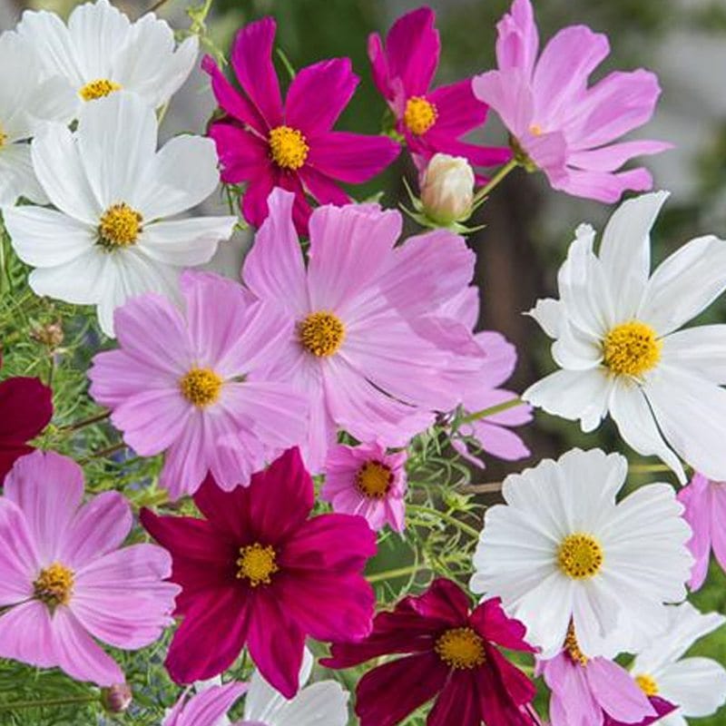 Cosmos Dwarf Bajazzo Mix Flower Seeds